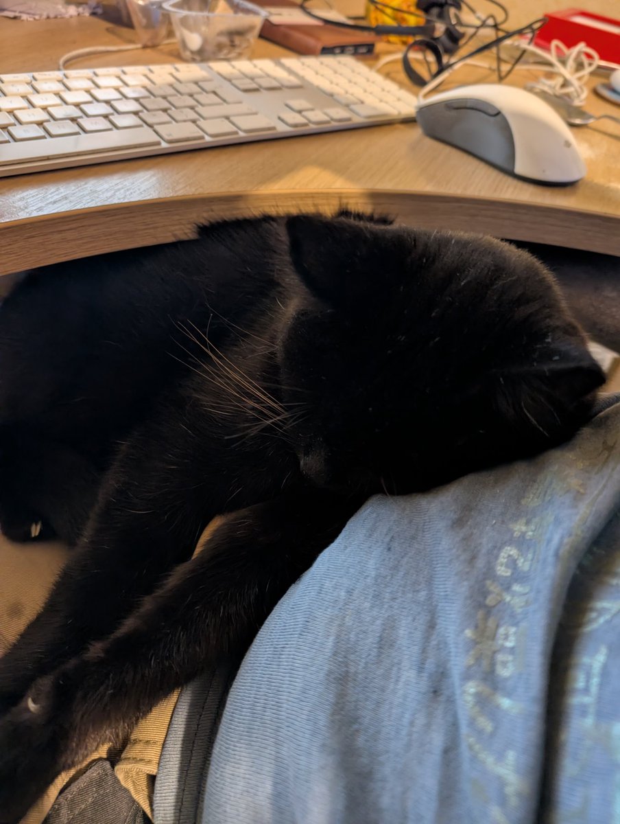 CharlesBlackCat's tweet photo. Sweet Bob has come for cuddles as we both remember sweet Pogo and send lots of love to family 💕#HedgewatchForPogo https://t.co/AqVCc5HM67
