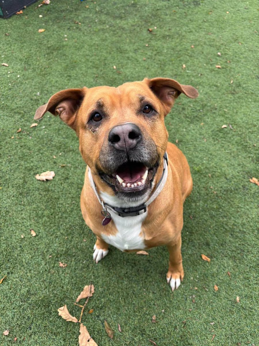 AdoptionsUk's tweet photo. Please retweet to help Cali find a home #MANCHESTER #UK  This shelter is open for (viewing only) Wednesday - Sunday between 1.00pm to 4.00pm. (Closed Monday & Tuesday) Reception is open 9am-5pm 7 Days
Available for adoption, registered British charity ✅✅✅
Details or apply below👇👇👇
https://t.co/mqm2pxx8Py
250 days. 250 days of waiting for someone to choose Cali💔
For 250 days, this beautiful girl has watched other dogs find their forever homes while she waits patiently for hers. And honestly, we just don’t understand how she’s still here. 🥺
Cali has a bubbly and excitable personality. She is such a sweet and loving girl with so much love to give❤️
Cali loves her walks, running off lead and, most importantly, carrying her favourite football around! ⚽️ Her tail never stops wagging, and she absolutely loves her treats and playing with her toys.
She may not be the biggest cuddler, but Cali loves being around people and would love a family who will keep her entertained, play with her and give her all the love she deserves🏡
Could you be the person she has been waiting for? The family who will finally give her the happy ending she deserves? 🥹❤️

For more information about Cali and to apply to adopt her, visit:
https://t.co/mqm2pxx8Py

Email/contact
https://t.co/PwLyNVWxUZ

Please share — Cali’s forever family could be out there 🐾 🍀 ❤️

#dogs #Cheshire @liamgallagher @rickygervais @scanme_tukslaw @Nightowl400  #K9hour @KatieAmess @clarebalding @RobbieRinder @Jan_Leeming #adoptdontshop #Warrington 

Cali, desperate for a home 8 October 2026.