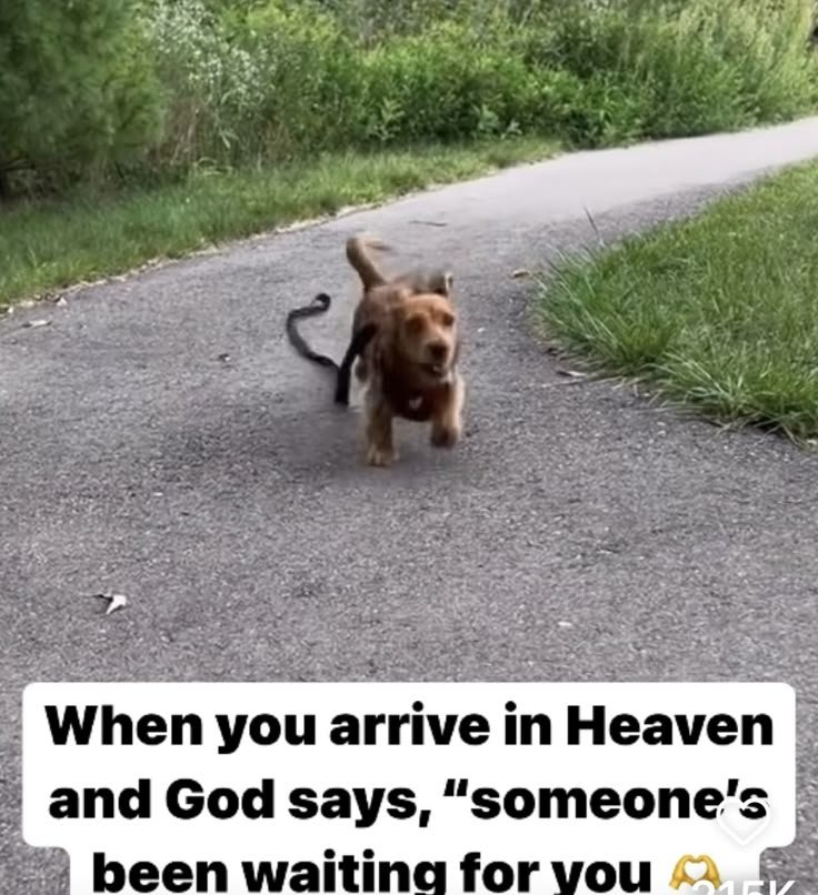 puppiesDoglover's tweet photo. https://t.co/ZvZQzSutyw