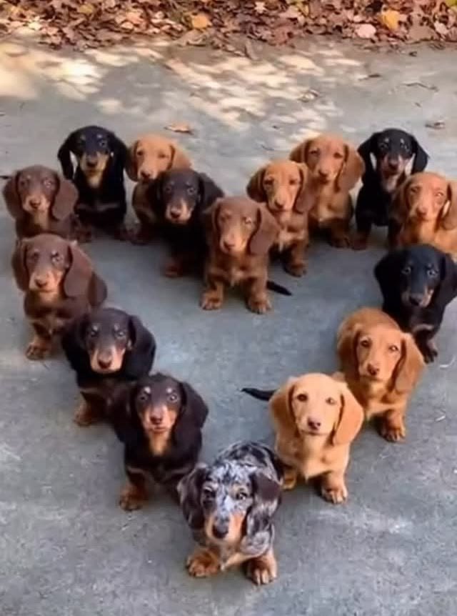 puppiesDoglover's tweet photo. https://t.co/RodmkmLoLM