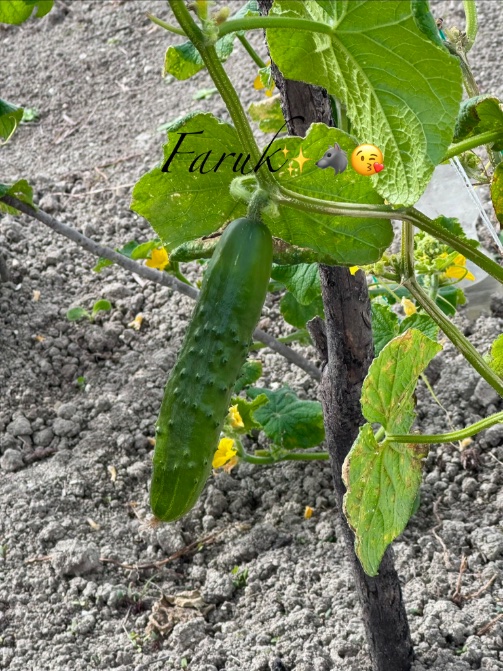 A close-up of a green cucumber growing on a vine in a garden, with the text 'Faruk ✨🫦😘' overlaid on the image.