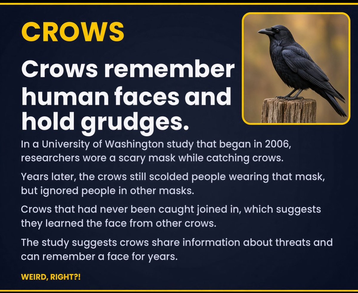 WeirdRightHQ's tweet photo. Crows can remember your face and teach other crows to hate you https://t.co/kJG9U2MOt7