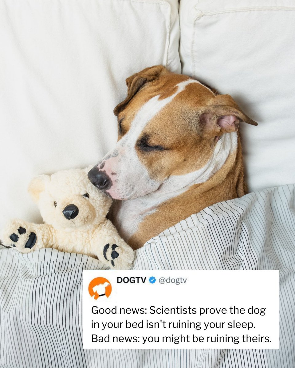 dogtv's tweet photo. 🐾 Science just gave every dog parent permission to keep their pup in the bed. A new study tracked 25 humans and 38 dogs over four weeks and found that co-sleeping with your dog doesn't hurt your sleep... and you're actually more likely to disturb your dog than they are to disturb you. 🧡 We are fully vindicated.