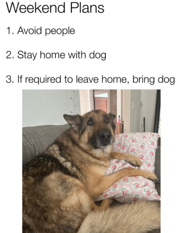 BestinDogs's tweet photo. https://t.co/LR27OvWOg3