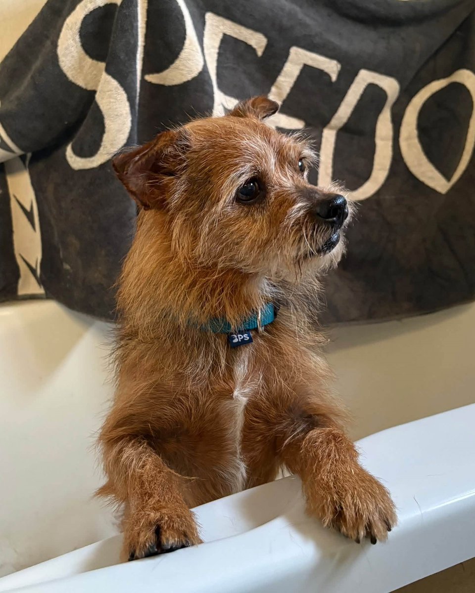 SosAbuelos1's tweet photo. #LaRioja
¡Soy #REX! Tengo 11 años

Alegre, cariñoso, despierto

Soy un perrito casero con buenos hábitos. Estupendo compañero de niños y otros perros

Busco una familia que quiera comprometerse conmigo

Contacto: 665 61 86 28 // animalesrioja@gmail.com

📋 https://t.co/73vZfWcxuU https://t.co/ui18MQapKe
