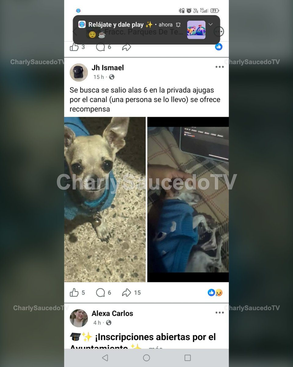SaucedoCharly's tweet photo. Buscan a un perrito que se escapó ayer por la tarde. En la foto se ve con suéter azul y collar. No hay contacto público revisado para publicar. #PerritoExtraviado #MascotaPerdida #Ciudad
Pedimos a quien hizo el reporte estar pendiente de las respuestas en esta publicación para facilitar la devolución.
