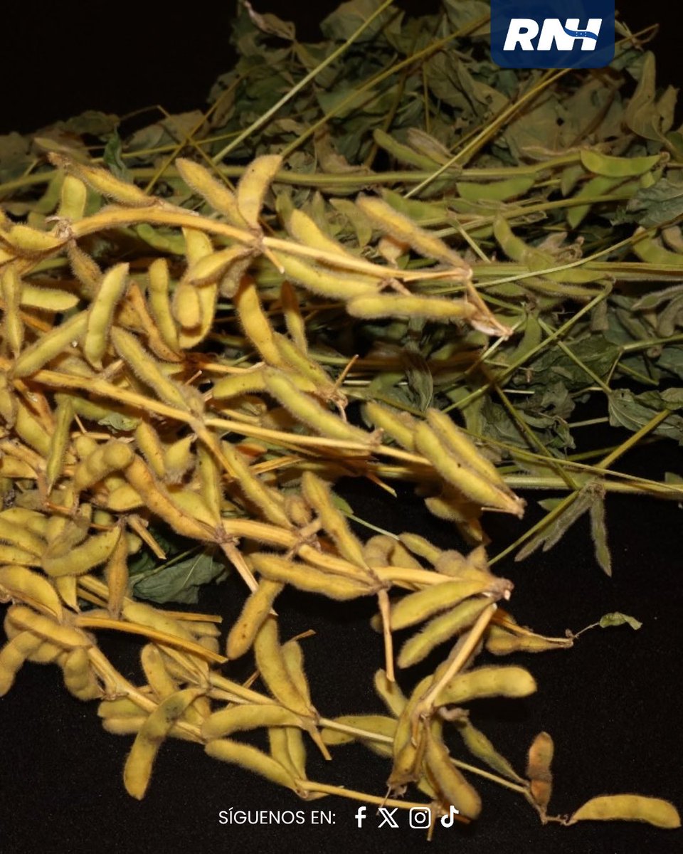 RTNH_Oficial's tweet photo. 🇭🇳🇧🇷 Honduras y la empresa brasileña Be8 exploran oportunidades para producir soya y biodiésel, con el objetivo de atraer inversiones, diversificar la agricultura y generar empleos.
#RNH #UnGobiernoQueHace #SAG #Inversión https://t.co/UyicLKEPxx