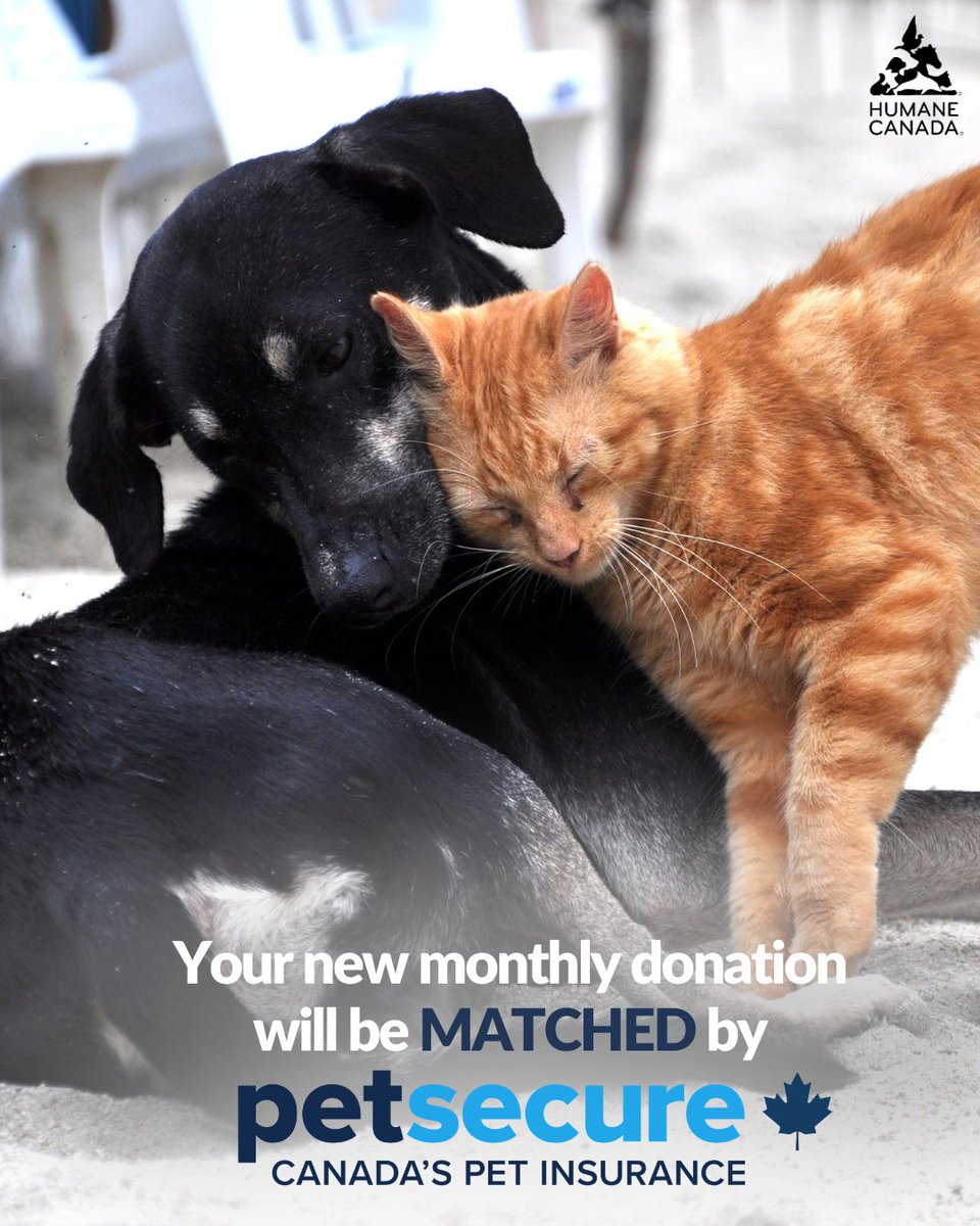 HumaneCanada's tweet photo. When you start a monthly gift, you provide reliable support that helps us be the voice for animals in Canada, not just today - but all year long. And right now our friends at @Petsecure are MATCHING new monthly gifts set up: https://t.co/GCkO6JIuyS https://t.co/giNDdOXr00