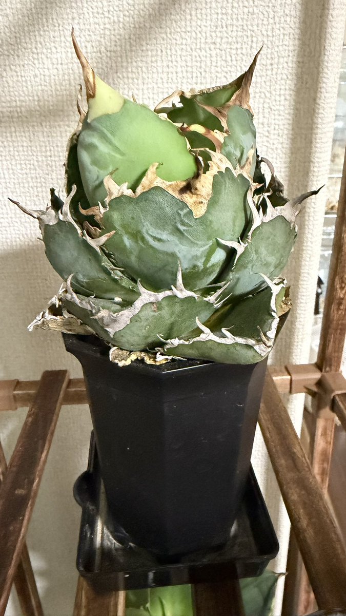 yg_nitijo's tweet photo. そういえば最近育ててる草を載せていなかったな。
育てている草の一部です。 https://t.co/vN6C2D5O6G