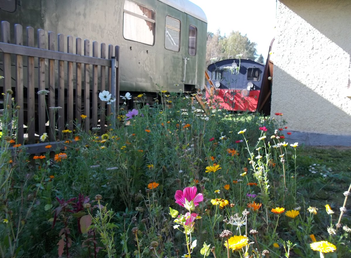 ThomasBartels83's tweet photo. Aktueller Blick auf die hübschen Blümchen am Ausstellungswaggon des Museumsbahnhof Schlettau im Erzgebirge 🌼💮🌻🌹🌺🪷🥰📸🚂🌿
#flowers #flower #flowerlove #Schlettau #Blumen #Oktober2026 #Erzgebirge #ThomasBartels https://t.co/ufR5F3OLjV