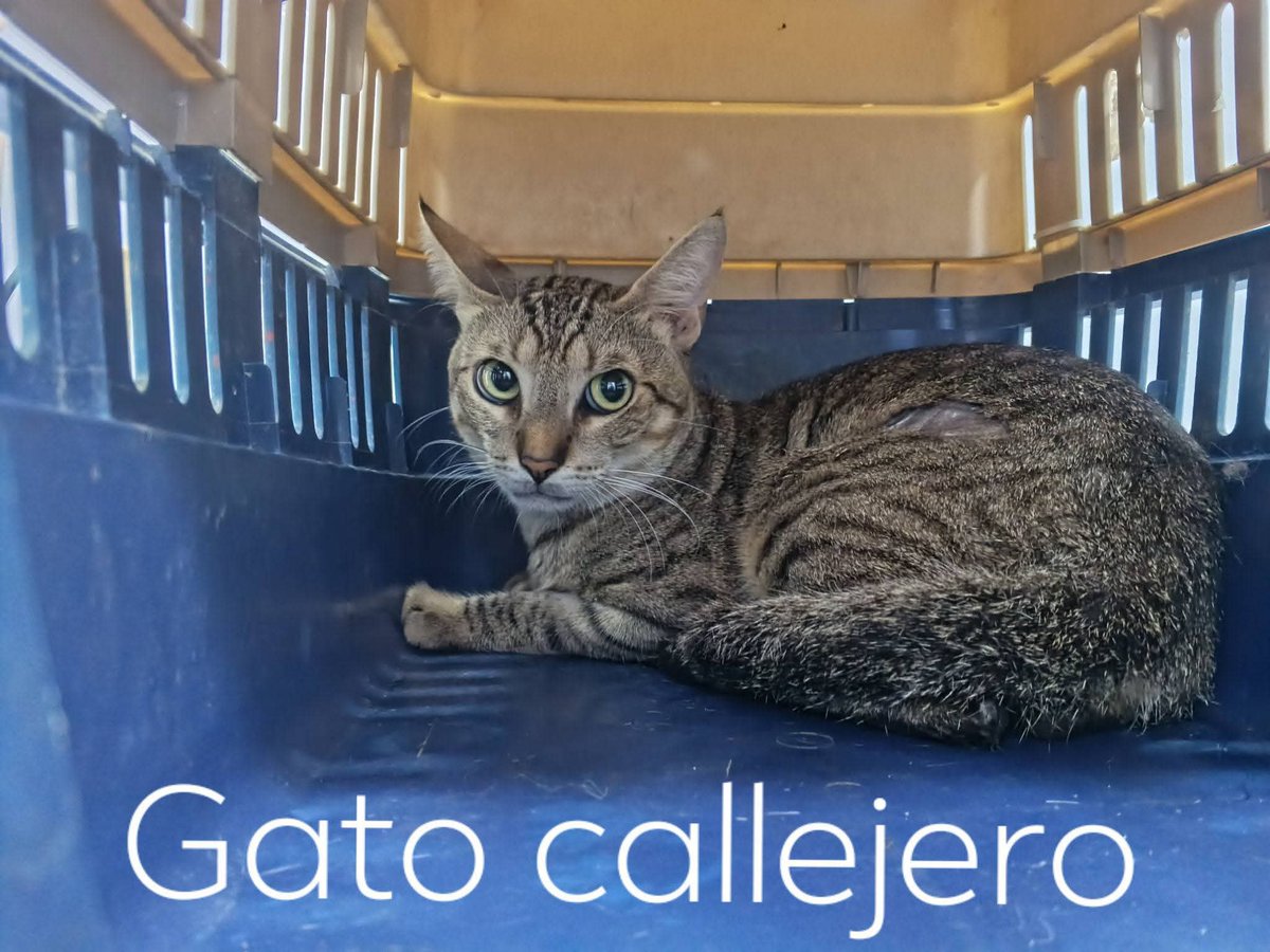 fundacion_gaba's tweet photo. ‼️‼️Necesita una cirugía ‼️‼️

La comida de mirringo y don kat está ocasionando muchos problemas urinarios 😪😪 llegan y sabemos de muchos casos como don Simón 😥😥 que es un gatito de calle que es alimentado con esa comida 😔😔 la señora se dió cuenta que no podía orinar y nos https://t.co/Gnf5nms0Ca