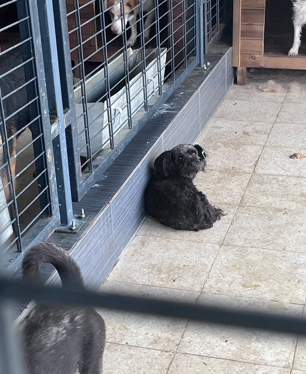 Bedtimemilk's tweet photo. Kendisini ilk fotoğrafta, barınakta gördüm. Gönüllülere ulaştım, istanbula getirdim. Büyük köpekler barınakta boynunu ısırmış, kafasını ısırmış, vücudu yara içinde. 4,5 kilo. Küçücük bir kız, kısır. 2 yaşında. Şu an bende köpeklerimle kalıyor. Kendisine yuva arıyorum🤍 https://t.co/o5xvOCI5iY