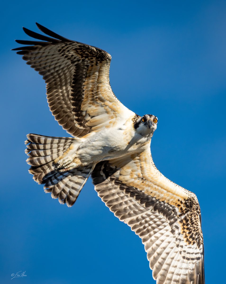 BirdCamp2026 tweet picture