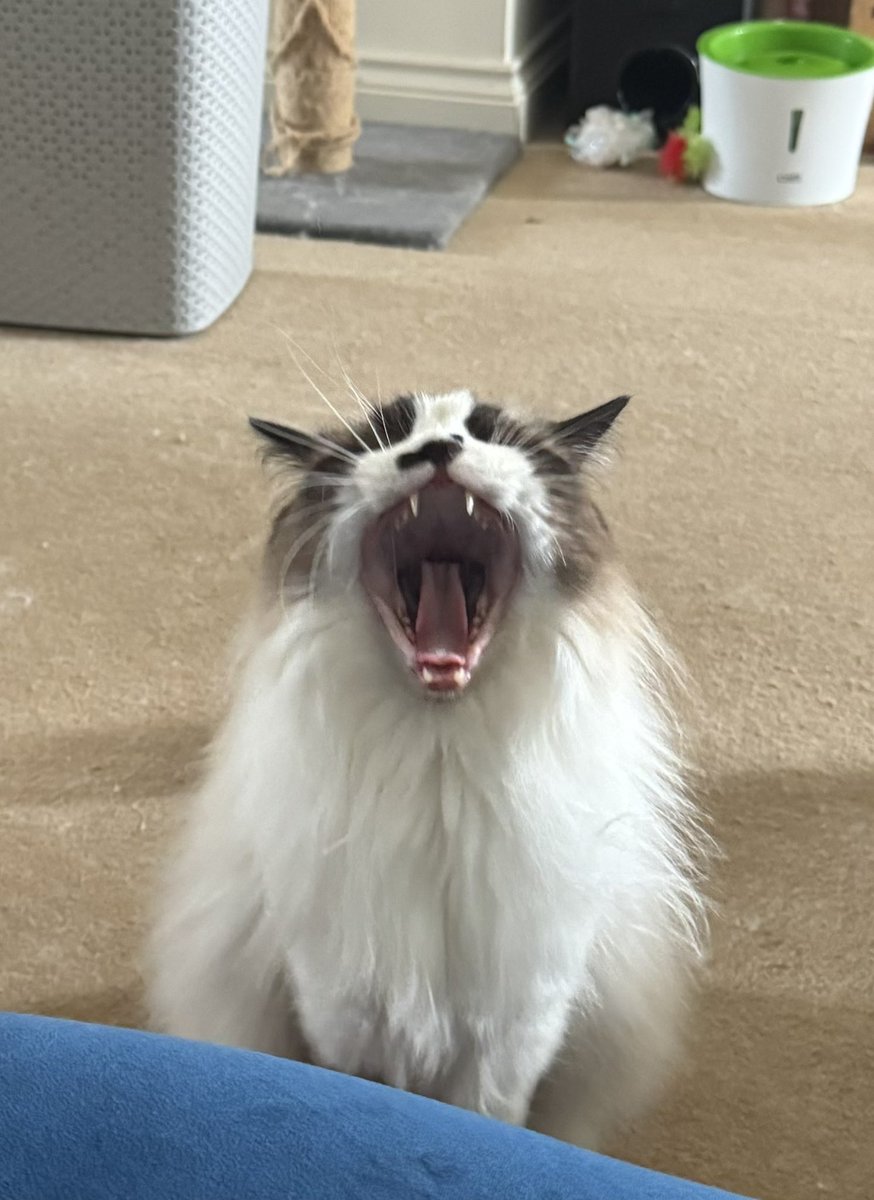 hellcathhh's tweet photo. This creature is always just up to something weird and fucked up https://t.co/uxLiEpFE7i