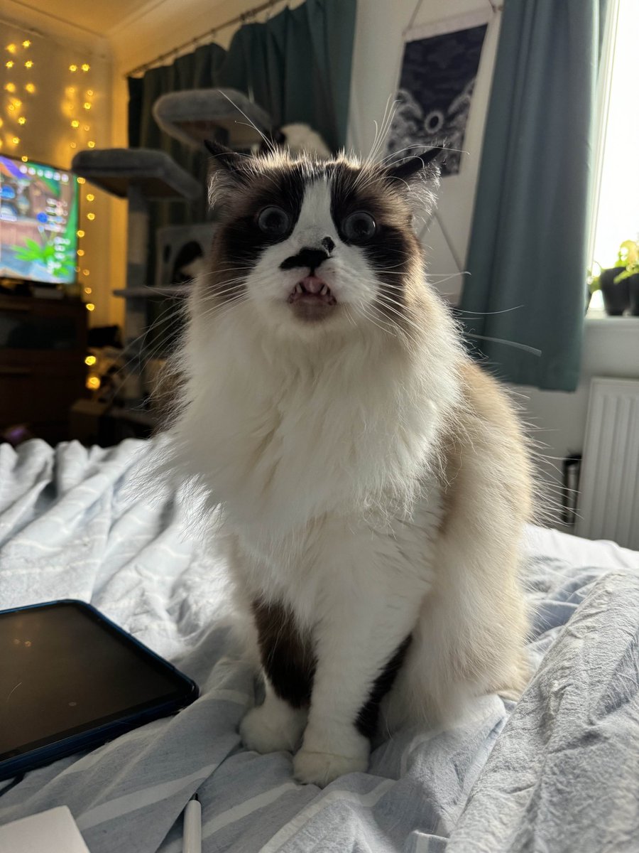 hellcathhh's tweet photo. This creature is always just up to something weird and fucked up https://t.co/uxLiEpFE7i