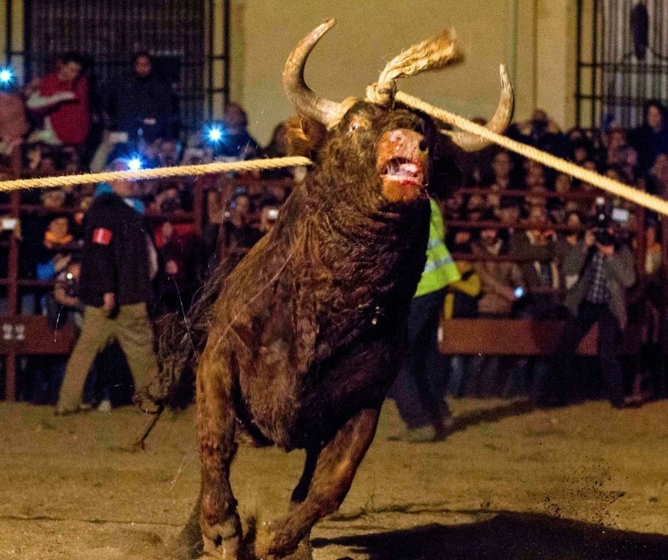 Network4Animals's tweet photo. 🇪🇸🐂Polvorín endured unimaginable cruelty at a Spanish fire bull festival, with flaming objects attached to his horns. He is recovering at La Candela Sanctuary.

👉 Donate today &amp; give Polvorín the food, medical care &amp; secure home he deserves: https://t.co/0Rzz379Y86 https://t.co/g9Bwh1nwK7