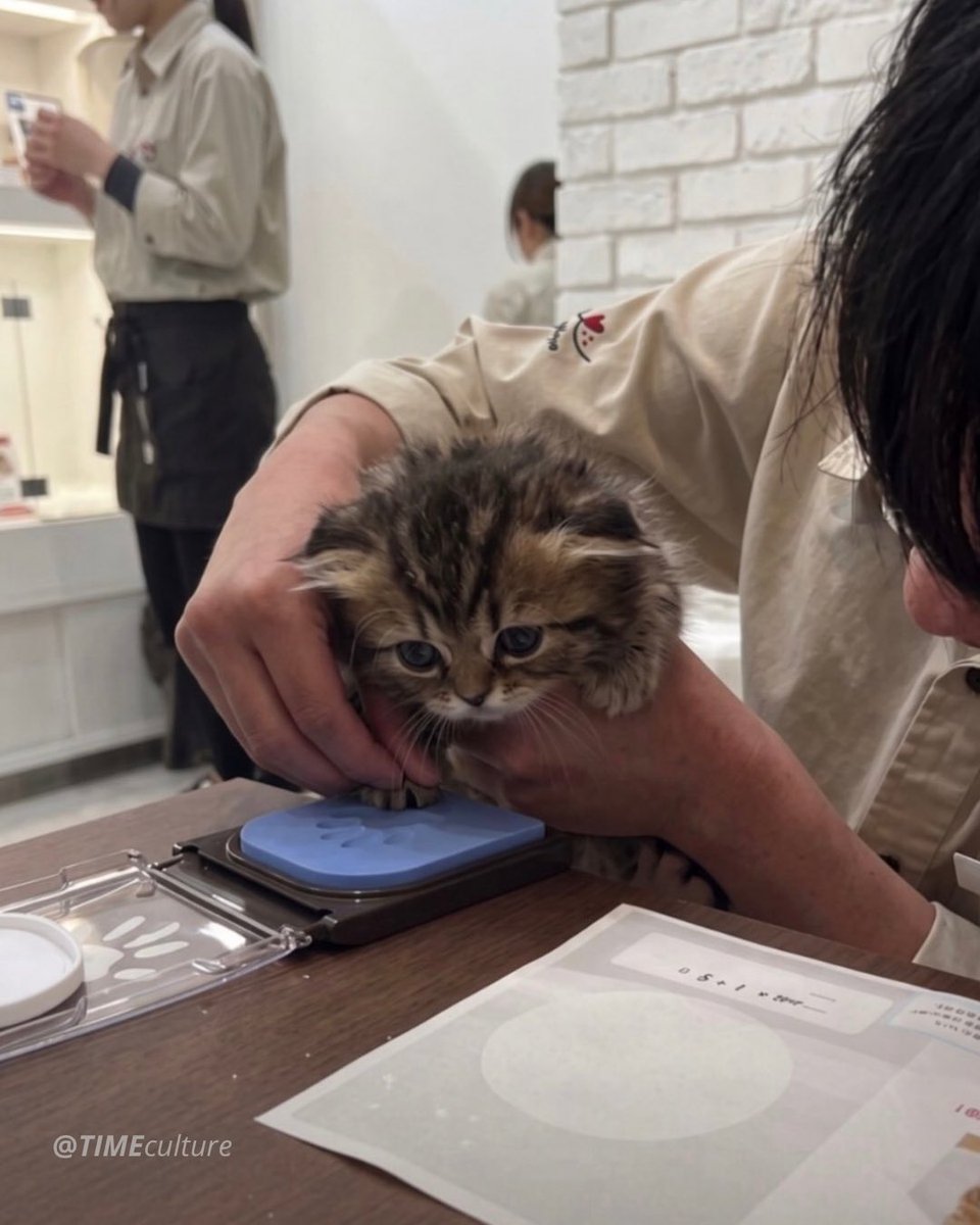 timeculture's tweet photo. Eu acho muito fofo que no Japão alguns gatos “assinam” a própria adoção com a patinha. https://t.co/IImedWK0eu