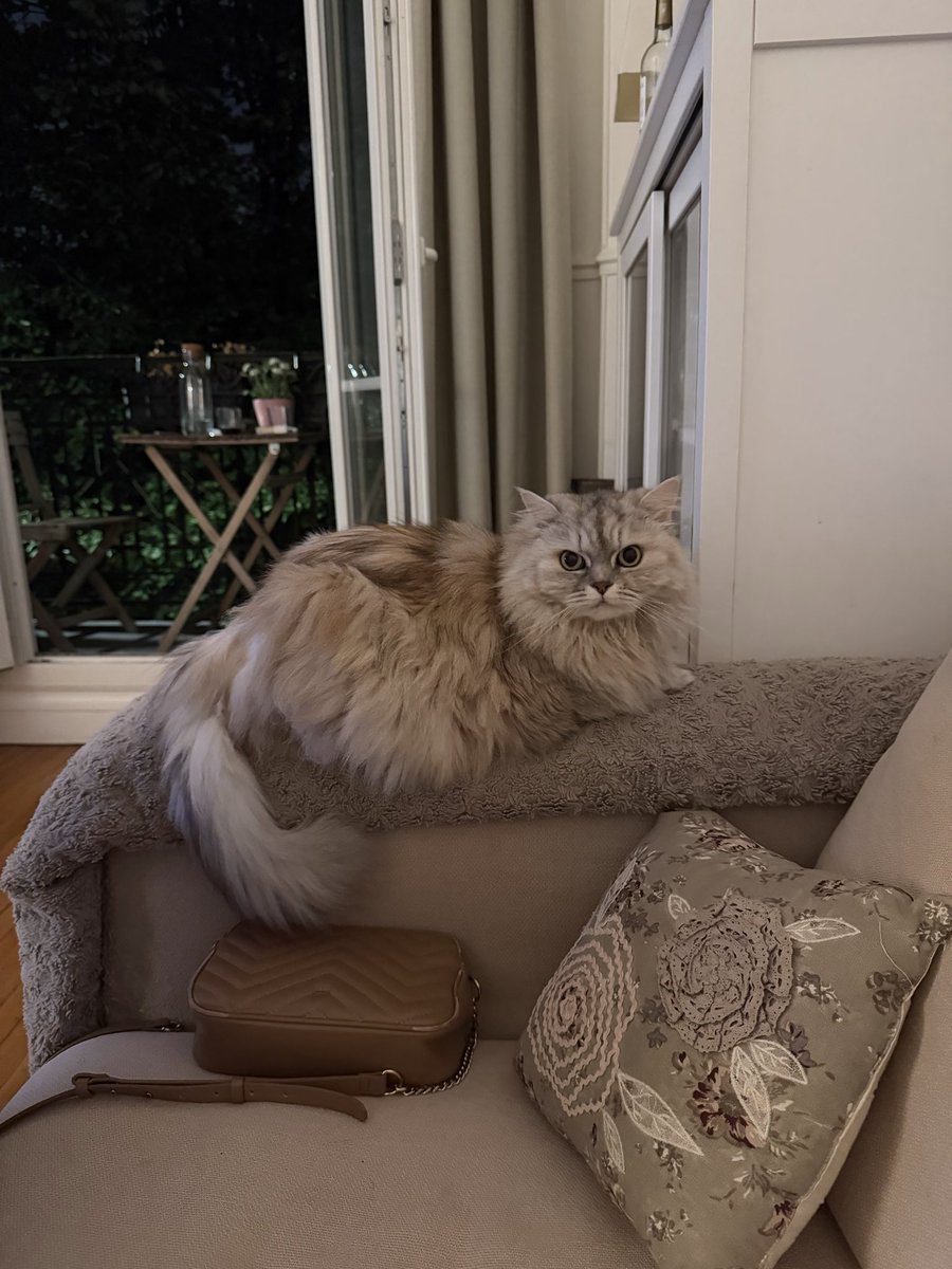 RimXau's tweet photo. @PoorGoat_ I think Chouchou might be solana:Ai66LHZG9MCzg1WKdawwqduVAXpNDUuV8M3uyq5ppump ‘s long-lost twin. Same energy, same fluff. Thoughts? 😹 https://t.co/l6iONldsIX