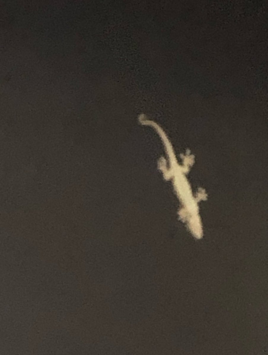 Major02MEkiMeki's tweet photo. あれから夜になると俺の部屋の窓でトカゲが見張ってくれてます🥹

明かりに誘われた虫を全部食べてくれるのはありがたいですけど気になってしょうがないw https://t.co/PH5toLEh8B