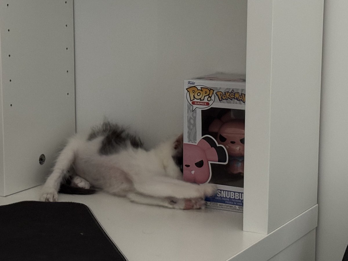 ratziIla's tweet photo. @loserwlw made me remember my stray kitten 🥺
He was hiding very well https://t.co/BlJN3erHK4