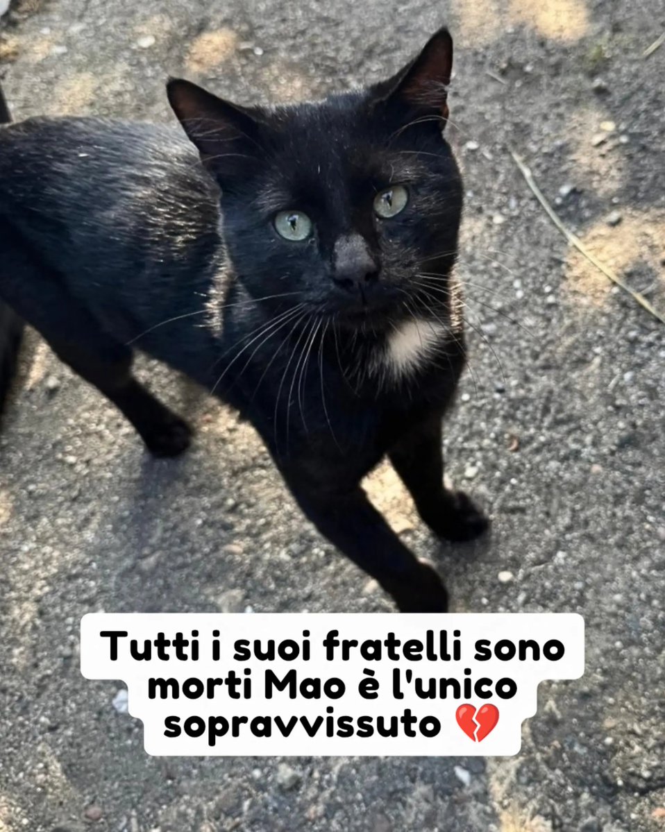 PetsProof's tweet photo. Info 347 993 7894

Mao è un gattino dolcissimo la cui unica colpa è quella di essere nato in una zona molto pericolosa dove i gatti non sono ben visti e spesso scacciati.

Purtroppo tutti i suoi fratelli sono morti e lui è rimasto l'ultimo sopravvissuto 😞 #gatto #adozione https://t.co/w3W4GPQuWD