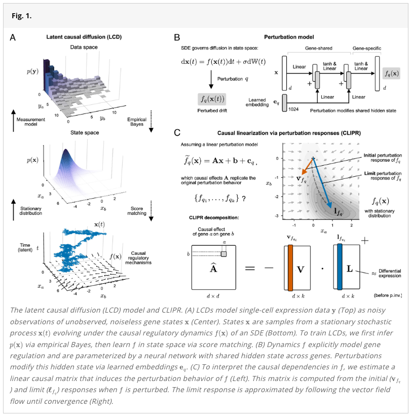 Schmidt_Center's tweet photo. 🧬New study by @Schmidt_Center former visiting fellow Lars Lorch &amp; @arkrause, with @JiaqiZhangVic &amp; Caroline Uhler, introduces latent causal diffusion (LCD) to predict transcriptional effects of unseen gene perturbation combinations and uncover direct gene-to-gene causal effects. https://t.co/GCVOoudR7u