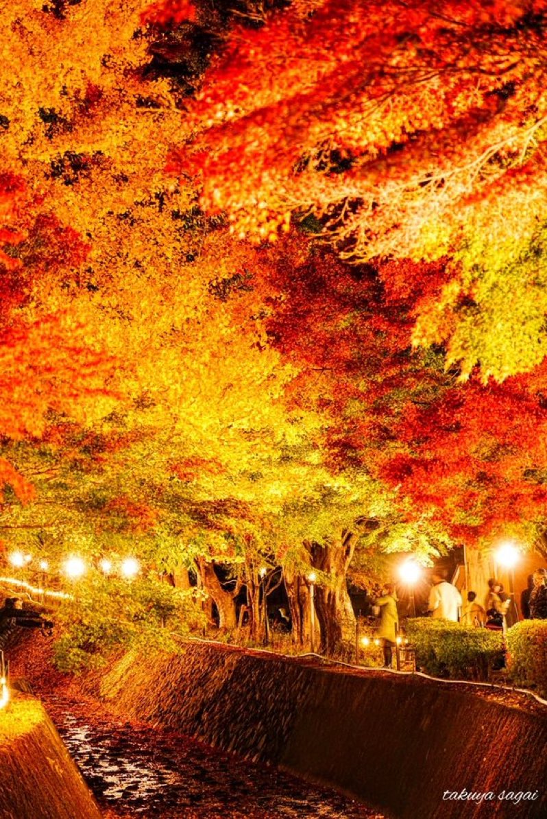 hokkori_buzz's tweet photo. If you visit Japan in November, you cannot miss this! 🍁🗻

I highly recommend the Kawaguchiko Autumn Leaves Festival, especially the famous Momiji Kairo (Maple Corridor).

The maple trees turn a brilliant crimson, creating a breathtaking tunnel of autumn colors. And at night, the illuminated leaves look like something straight out of an anime.

Add this magical place to your Japan bucket list!

📍 Momiji Kairo, Lake Kawaguchiko, Yamanashi, Japan