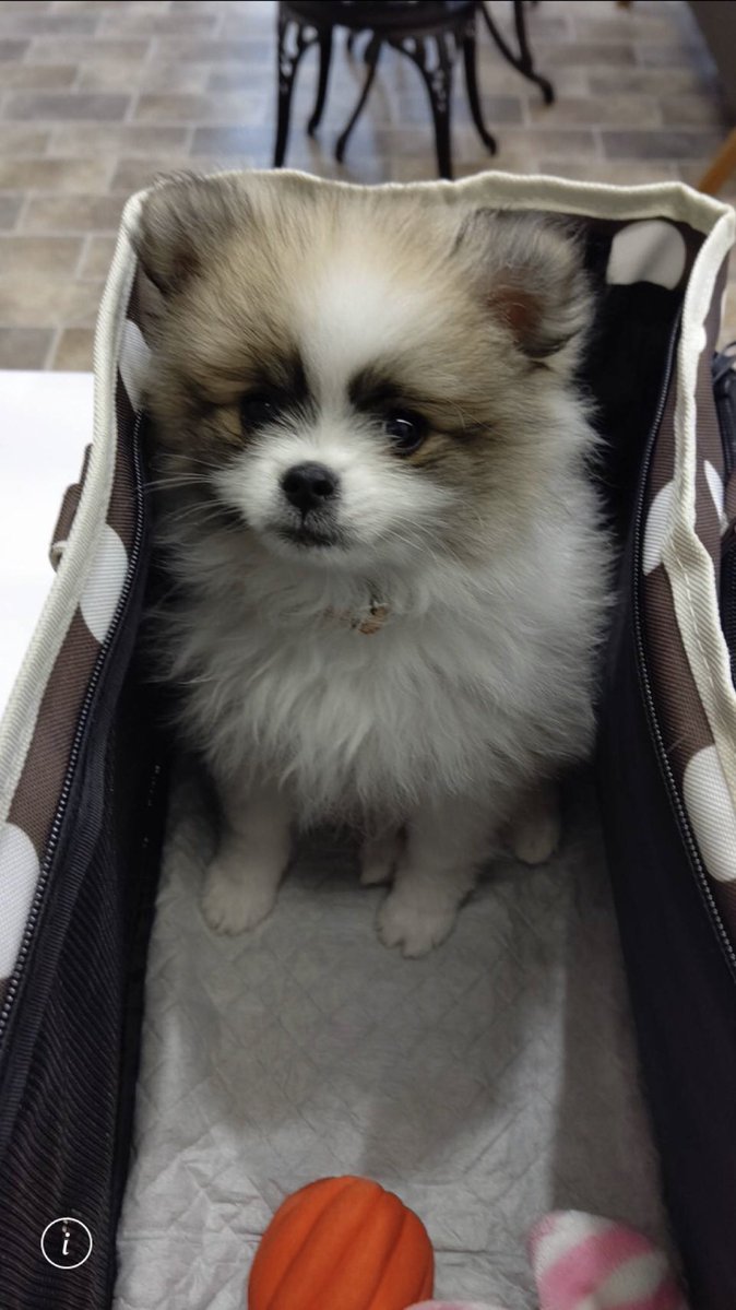 chipks_ms's tweet photo. お家に来た日🐶 https://t.co/lhUqCxG8SG