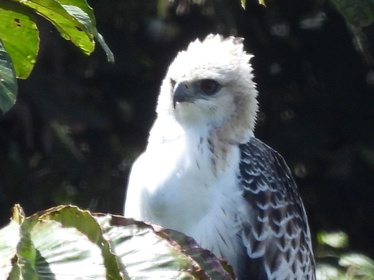 Teleantioquia's tweet photo. 🦅 Un águila crestada volvió a ser avistada en Medellín. El registro cobra relevancia en Antioquia, donde en junio investigadores identificaron un nido activo de esta especie en Segovia, mientras que días después un ejemplar murió tras recibir un disparo en zona rural de San José de la Montaña.

La especie cumple un papel importante en el equilibrio de los ecosistemas y enfrenta amenazas como la pérdida de hábitat y la cacería. Medellín cuenta con cerca de 650.000 árboles y 826 especies identificadas, que hacen parte del hábitat de diferentes especies de fauna silvestre.