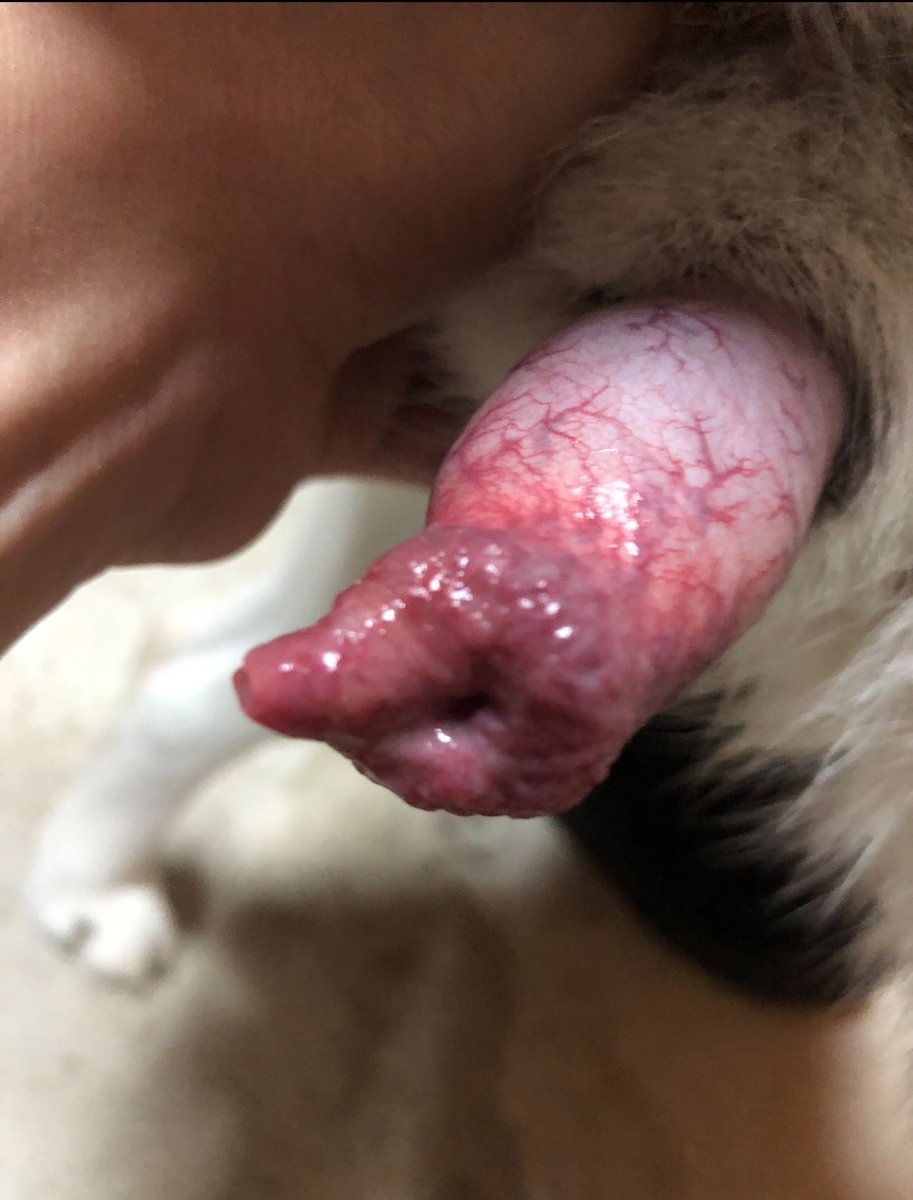 knottymishak9's tweet photo. DM for menu to premium quality zoo &amp; taboo videos 🐾💦. Some hot exclusive contents are meant to be watched in private 🐶🥵. Premium quality with private access🔞.
Message me if you're ready to indulge and unlock this features 🐶🔥👉 https://t.co/3HEhQ0fcVq https://t.co/DHcfMJeTGa