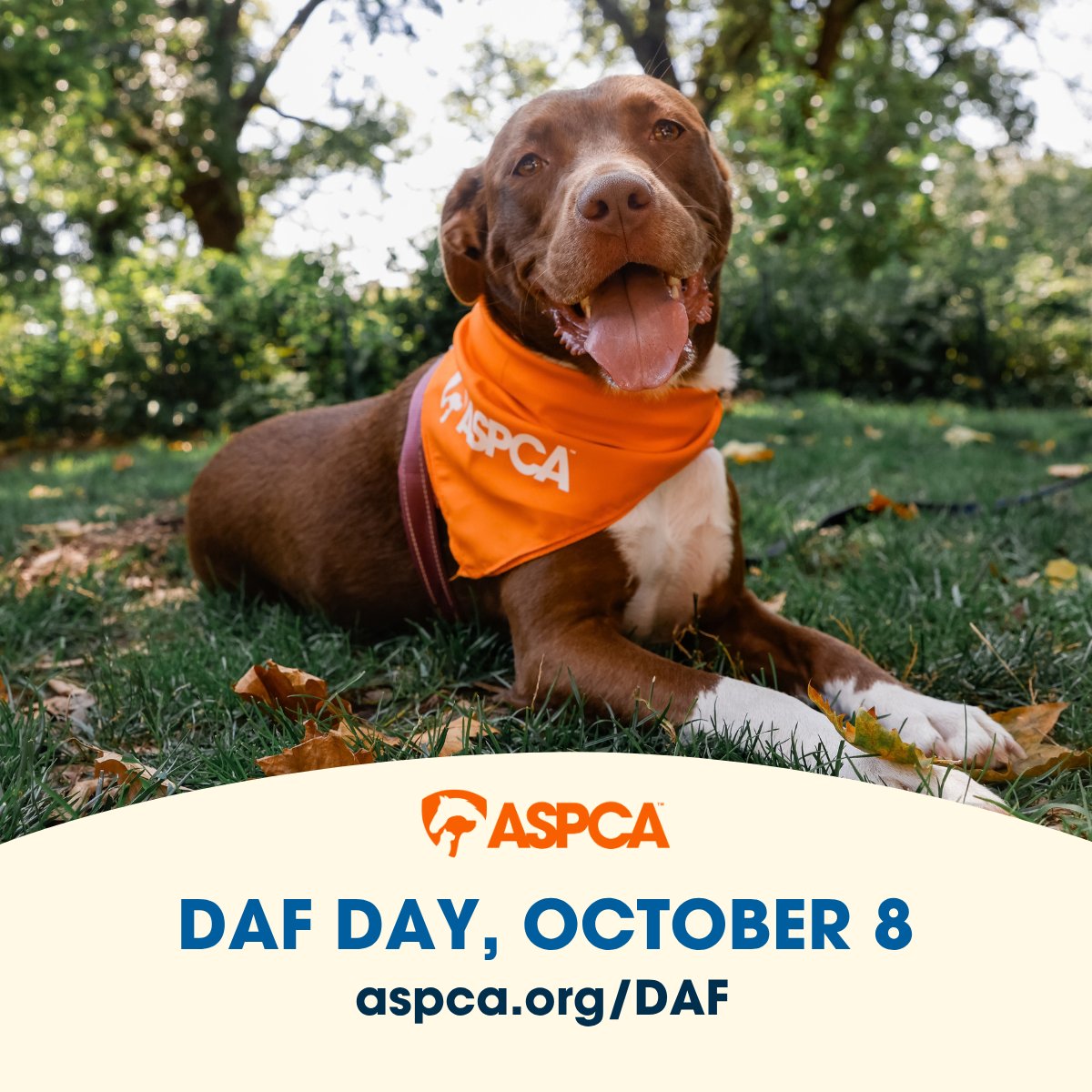ASPCA tweet picture