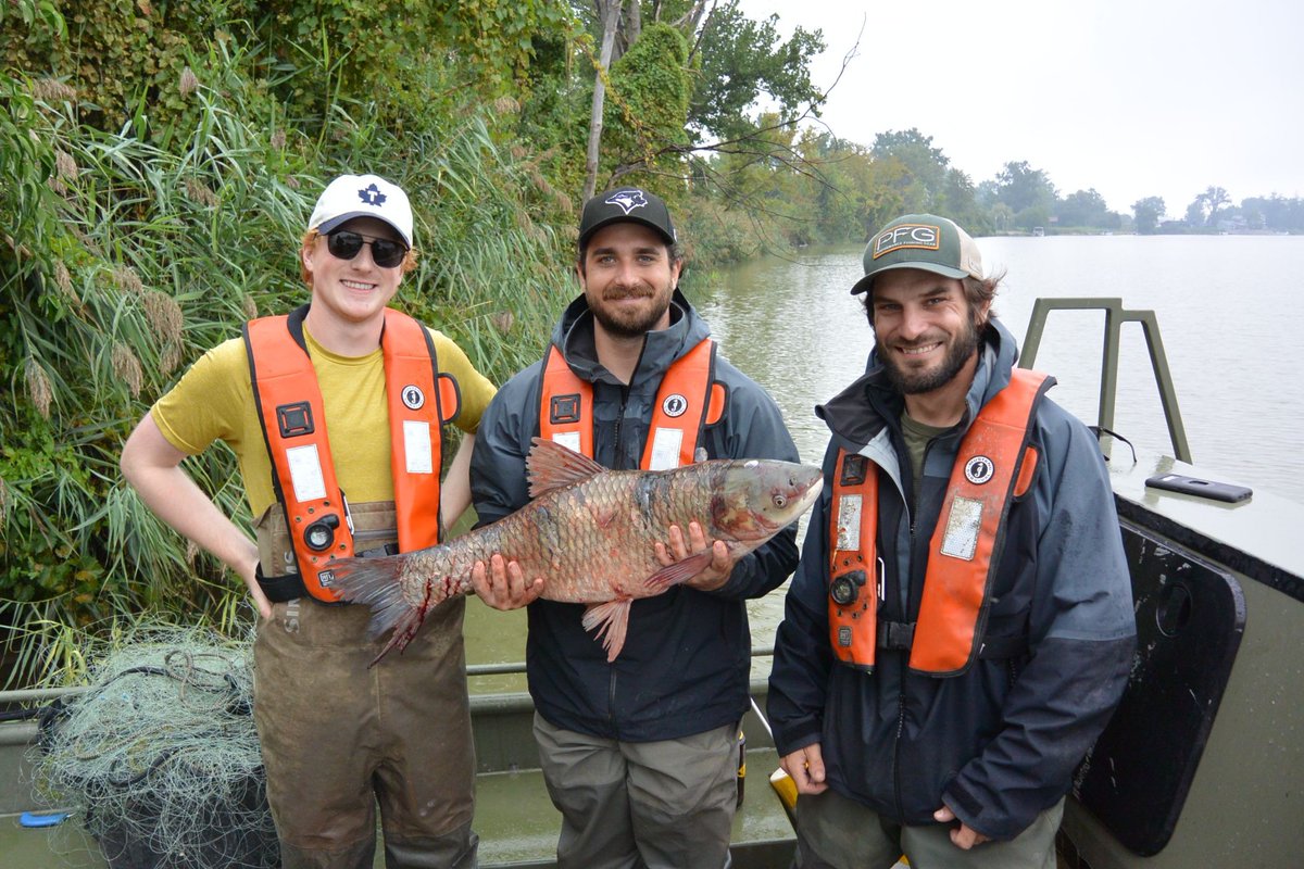 FishOceansCAN's tweet photo. 1/2 🌊 Attention boaters and anglers: Would you know an invasive grass carp if you saw one? Our Invasive Carp Program recently caught a grass carp in the Thames River during early detection surveillance sampling. Learn how to identify them here: https://t.co/IFQR6BmrBH https://t.co/vSlrQ1FVQ2