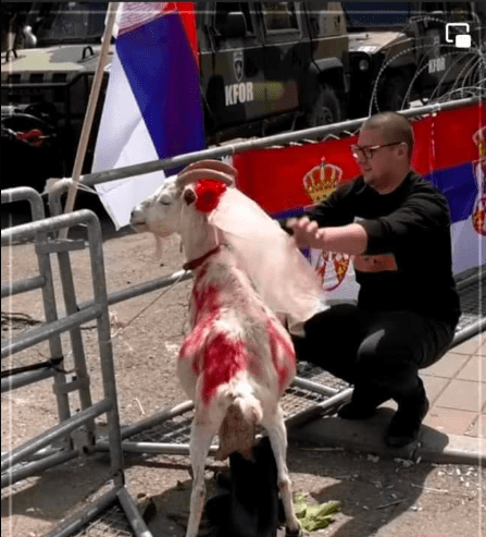 BSoderqvist29's tweet photo. The Serbian tradition of abusing goats. https://t.co/LjX6zip8ds