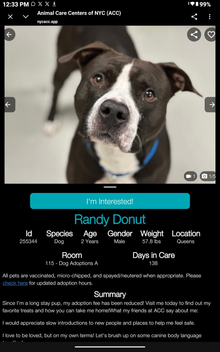 CharBolen's tweet photo. #DogOfTheDay♥️ 
Reintroducing gorgeous Randy Donut!!
Nycacc #255344  2yr old Boy ♥️ Waiting 138 
days for his very own loving forever home!!
Reduced adoption fee for long stay pup!
He's a wonderful young boy come meet him!
#Adopt#Foster#Pledge
PLEASE SHARE!! HERO WANTED ♥️🏡♥️♥️ https://t.co/WGGWcOv2Pt