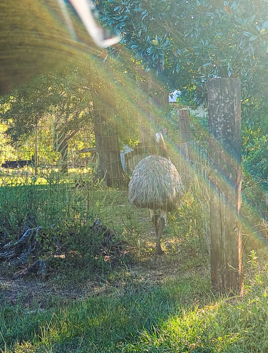 AdahopAda's tweet photo. You ever find yourself transporting thesauri with the top down when you're joined at a train crossing by an emu? https://t.co/s95TtHHcui