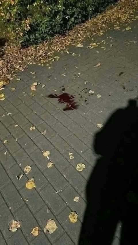 AdolfTrapler's tweet photo. tego typu sytuacja w plocku https://t.co/9Y0RqeSAaV