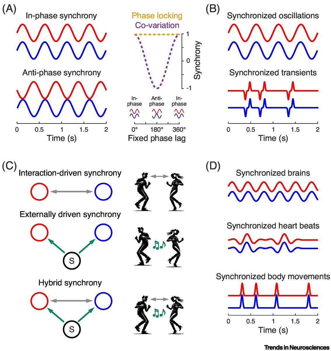 TrendsNeuro's tweet photo. 'Interpersonal neural synchrony: one label, many phenomena'

by Giacomo Novembre (@NovembreGiacomo), Atesh Koul &amp; Félix Bigand
 
https://t.co/YYl59pMmYn https://t.co/4SMD4NzNNj