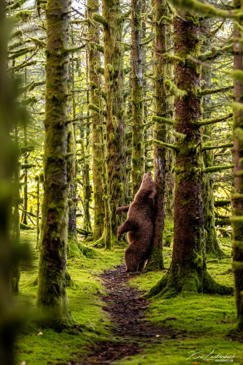 KrisLuckPhoto's tweet photo. I've updated my print store to add these popular requests I've been getting. Check them out here: https://t.co/B9b7Mp4Ien https://t.co/QH6elAXNgl