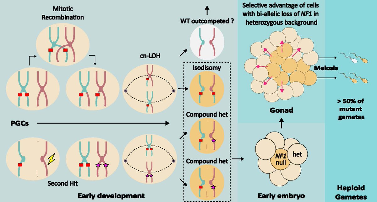 GIMJournal's tweet photo. Not so Mendelian: NF1 variants were transmitted to offspring at higher-than-expected rates, suggesting transmission ratio distortion. https://t.co/Ou2ggv3k6i https://t.co/PNMPwSCdwu