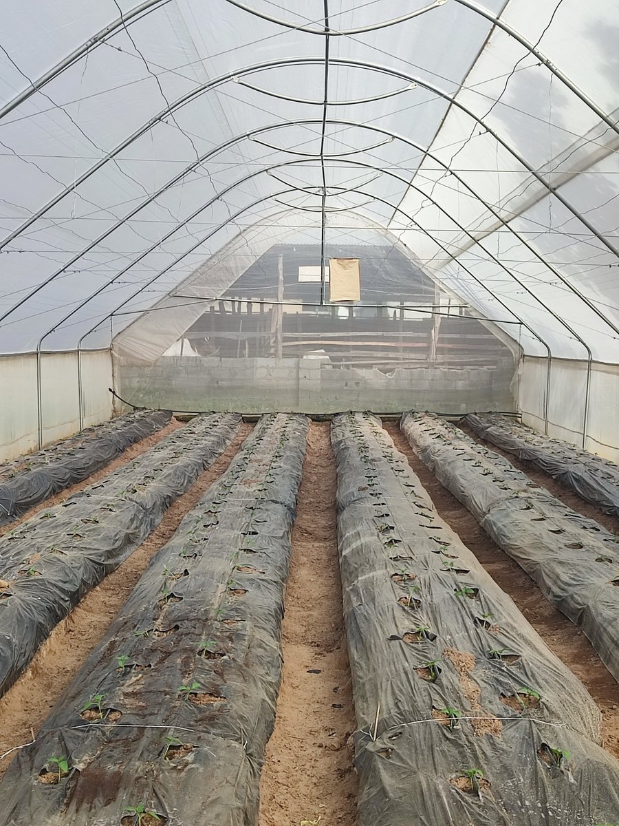 BiggRaj's tweet photo. We did transplant of our nursery into 2 greenhouses today 23 days after sowing them.

Remember we also did the first picking in the first 3 greenhouses this week. 

With this staggering, we will ensure consistent production all year round. 

Fenix F1 &amp; Hulk F1

Farming Smart! https://t.co/t3pGvaR97X