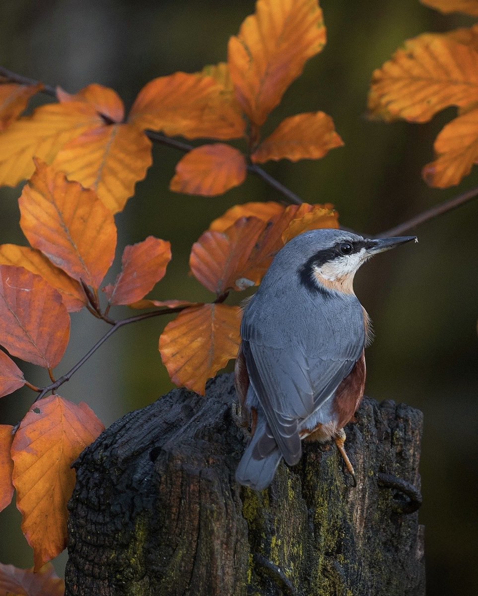 tonywootton7's tweet photo. Autumn… the time that Nuthatches come out to forage to store their winter food. https://t.co/kfm0LNoaL7
