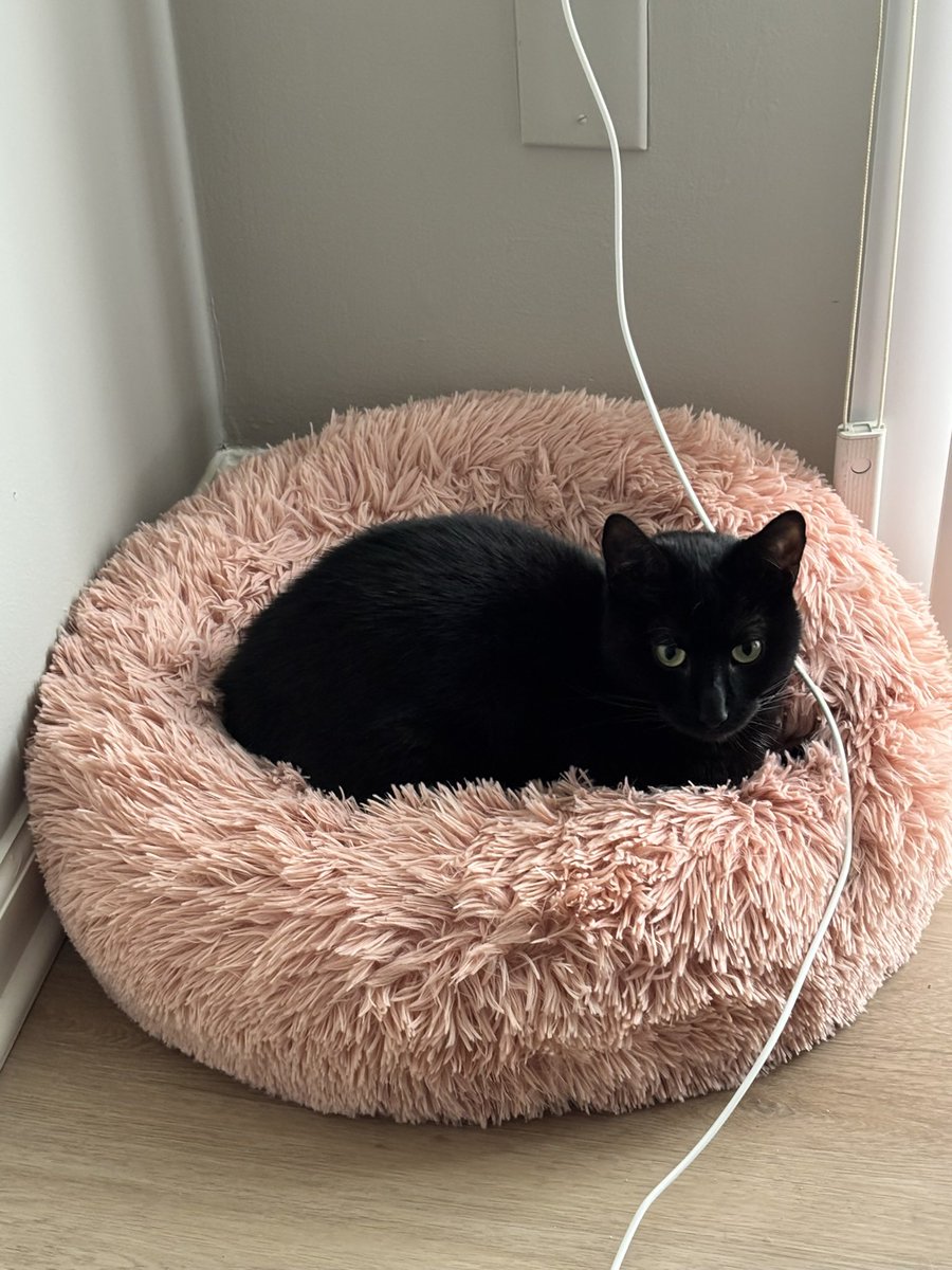 ClTYOFST4RS's tweet photo. my sweet indoor only baby 🖤🖤🖤 https://t.co/Xyvmuc6Od0