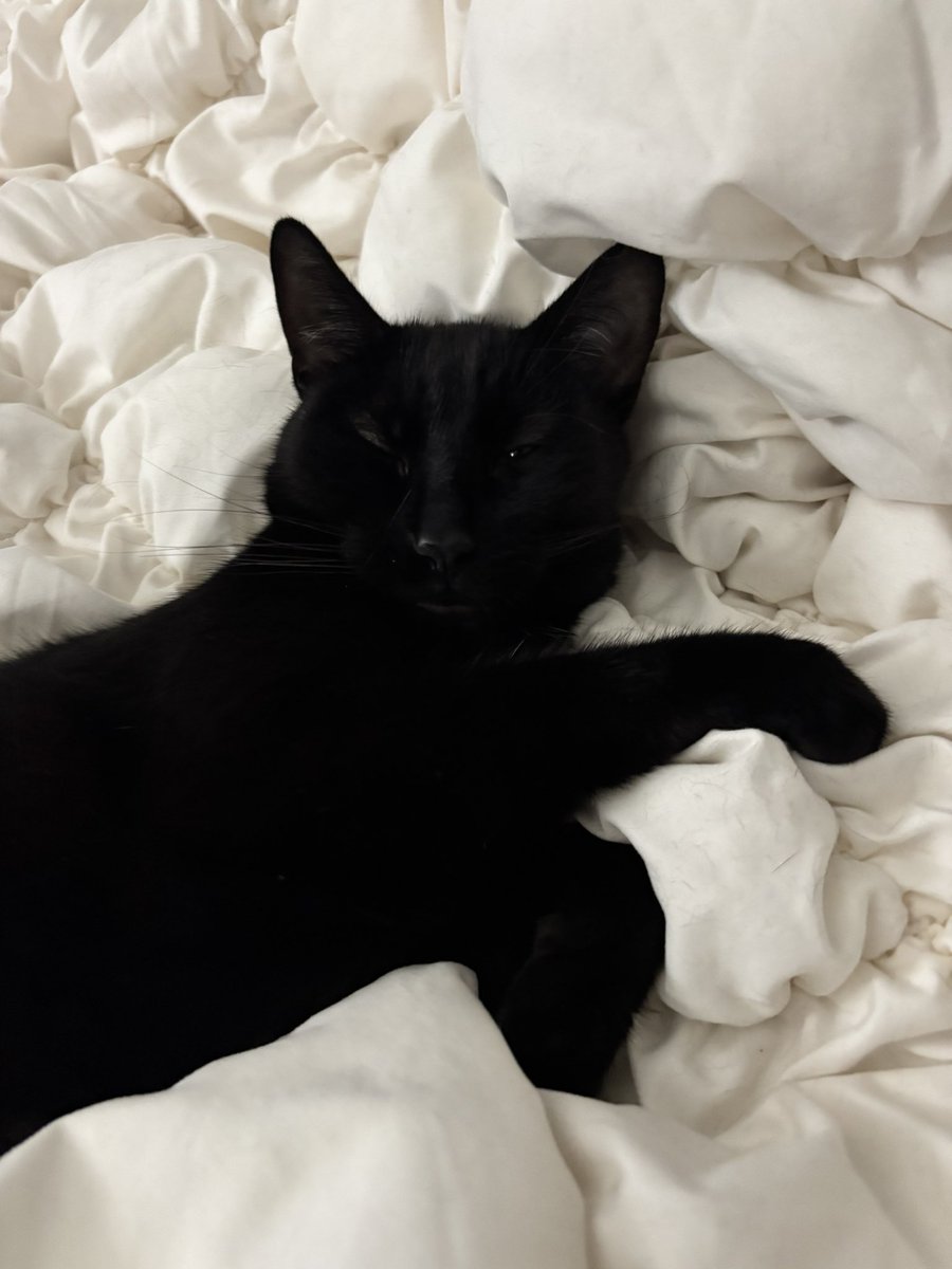 ClTYOFST4RS's tweet photo. my sweet indoor only baby 🖤🖤🖤 https://t.co/Xyvmuc6Od0