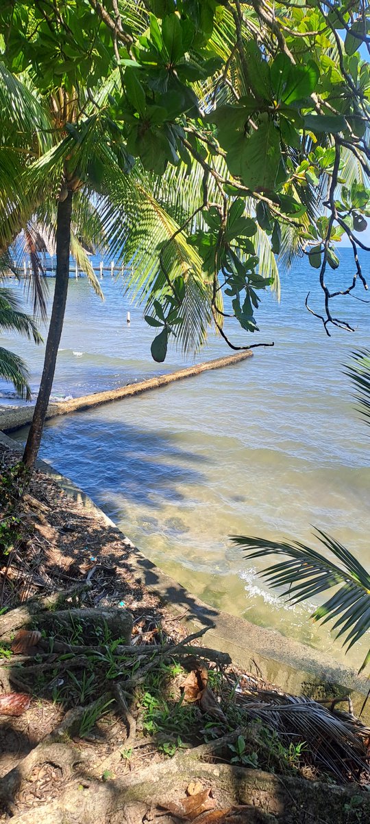 flalvarez_'s tweet photo. Happy place ✨️🌴 https://t.co/M65r9mGwyP