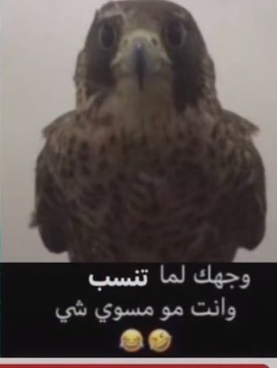 j6brx7A's tweet photo. @khormi2002 @Tamim101wy https://t.co/95SQOjhwob