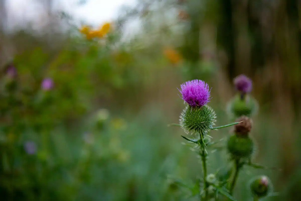 ABSeedGuide's tweet photo. Drought can hide Canada thistle, not eliminate it. When rain returns, new shoots may emerge from established roots. Scout and map patches, investigate herbicide escapes and treat weeds when they’re actively growing. Read more: https://t.co/B3DdZlMV1H https://t.co/tRdZfYg8ea