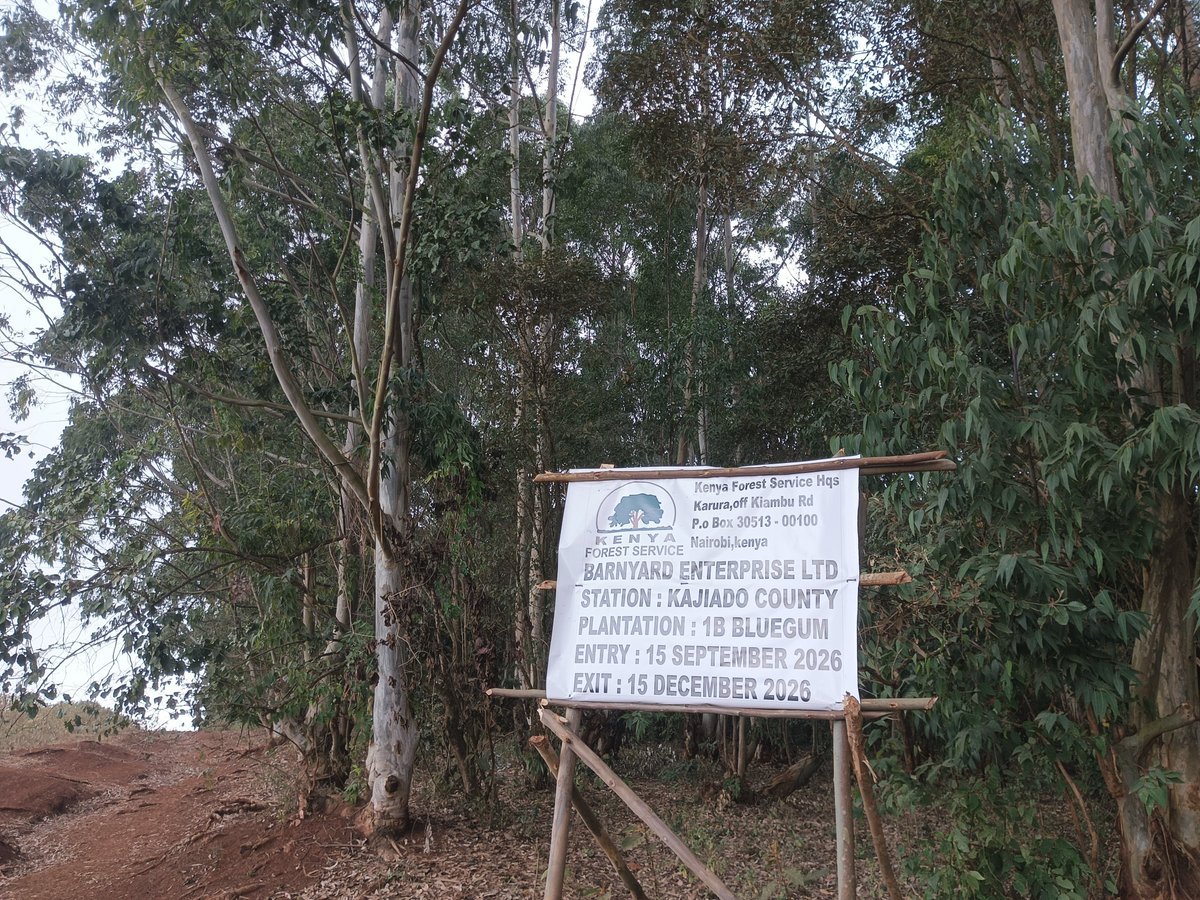 bonifacegm's tweet photo. @MaryK2022 @Mwafreeka @comedianYY @OleItumbi Thogoto Forest is done! https://t.co/wJEe0KJYD5