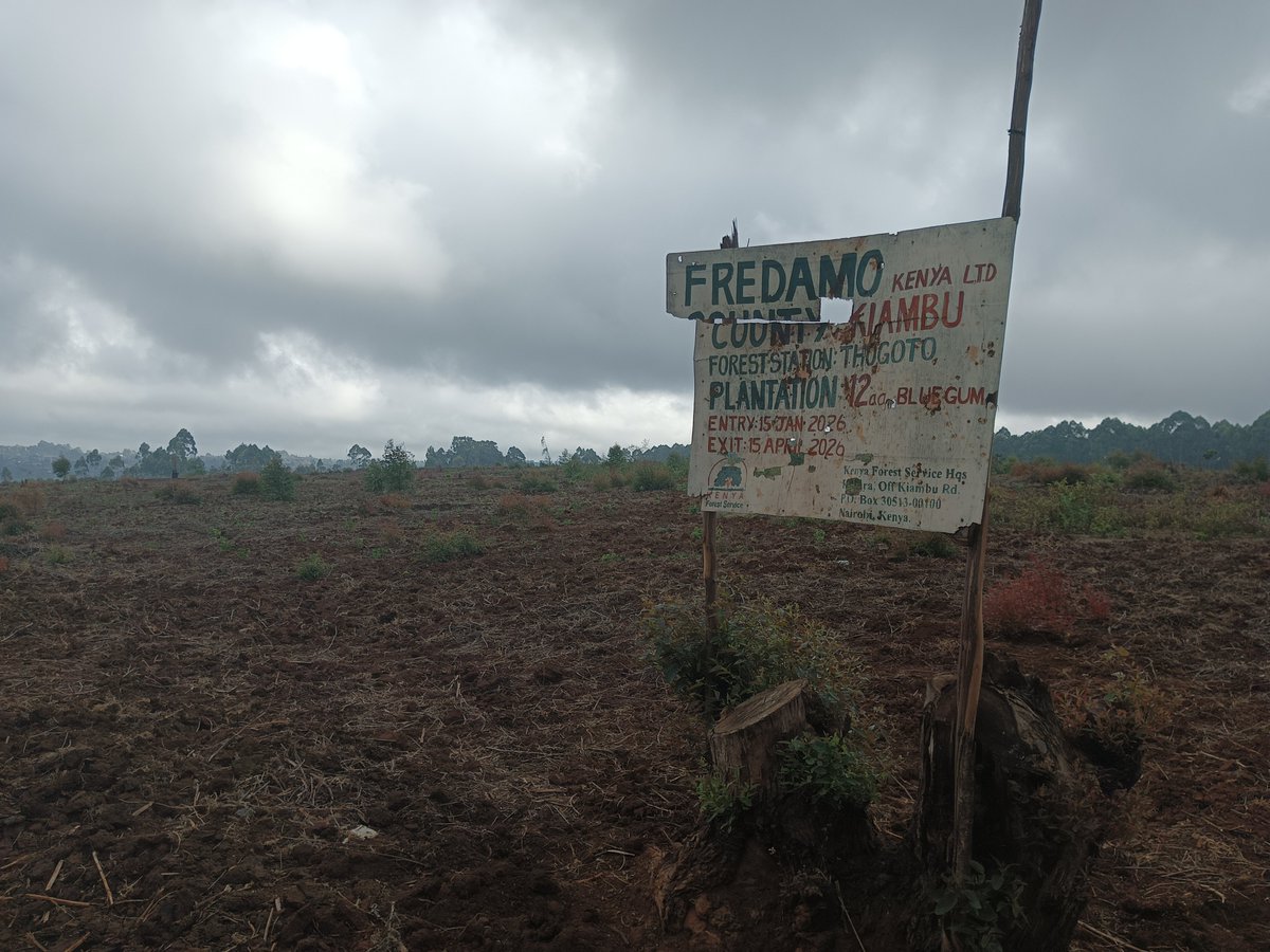 bonifacegm's tweet photo. @MaryK2022 @Mwafreeka @comedianYY @OleItumbi Thogoto Forest is done! https://t.co/wJEe0KJYD5