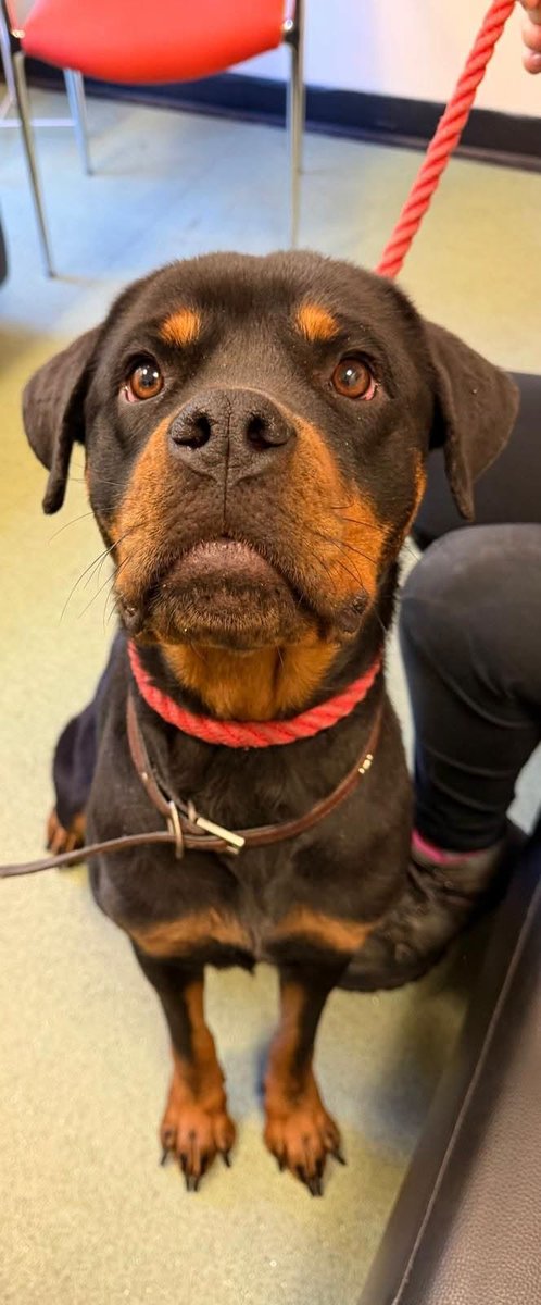 AdoptionsUk's tweet photo. Please retweet to help  find the owner or a rescue shelter space for this stray dog found #SHEFFIELD #UK 
NOW IN A COUNCIL POUND, 8 OCT 2026 💔💔💔
Proof of ownership required. 
If you can offer a rescue shelter space please contact Sheffield Council pound below asap . 
'Stray dog found S2 any information please phone kennels on 07817497995.'

Please also share on facebook if you use it👇👇👇
https://t.co/IAek2hdOGr

Email 👉 epsadmin@sheffield.gov.uk  

#dogs #dog #adoptdontshop @rosiedoc666 @millypod1 @DogLostUK @MissingPetsGB @scanme_tukslaw @Tukslaw_scanme @clarebalding @JerryGreenDogs @AllDogsMatter @HopeRescue @WWPdogs @SheffieldUnited @APDAWG1 @andyburnham @AlistairCarns @Jan_Leeming @liamgallagher @rickygervais @NickDixonITV @GBNEWS @PatrickChristys  #Yorkshire #Leeds #Bradford  #England #Wales #Scotland

Dog found Sheffield, 8 Oct 2026.