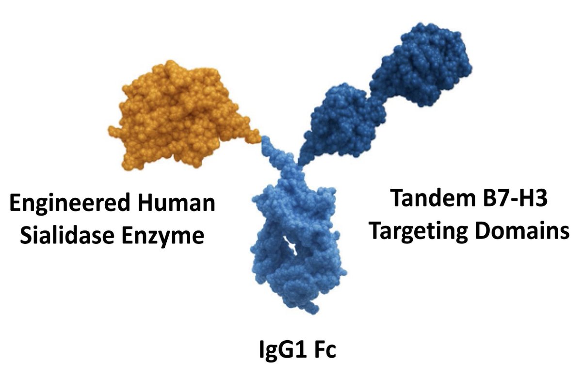 DrSamuelBHume's tweet photo. Here's a cool new drug that just dosed its first patient in China.

It targets the cancer antigen, B7-H3, and 'desialylates' - removes surface sialic acids that suppress immune responses. In experiments, this activates tumor killing, mainly by NK cells and macrophages.

The trial is in China, run by Shanghai Henlius - the tech itself originated from the US biotech, Palleon Pharma.

This desialylation mechanism is independent of PD1: in other words, a potentially new cancer immunotherapy.